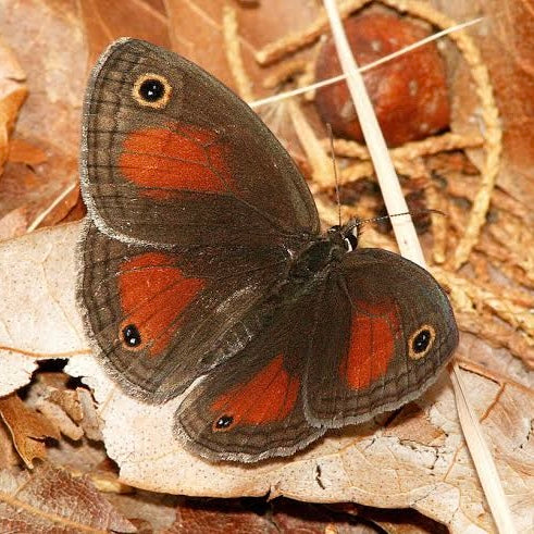 Butterfly Wing Necklace