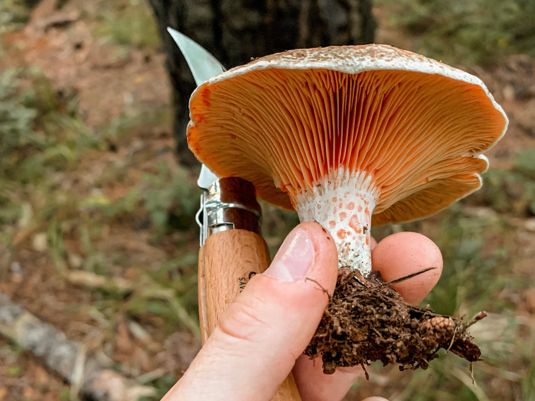 Unveiling the Mysteries of the Pine Ring Mushroom: A Guide to Identification, Harvesting, and Culinary Delights