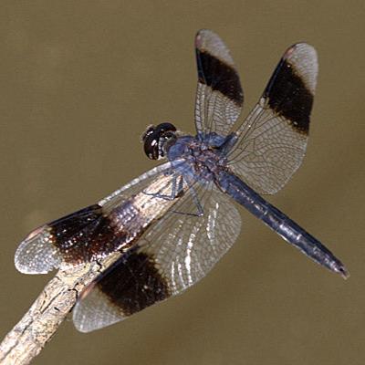Dragonfly Wing Necklace
