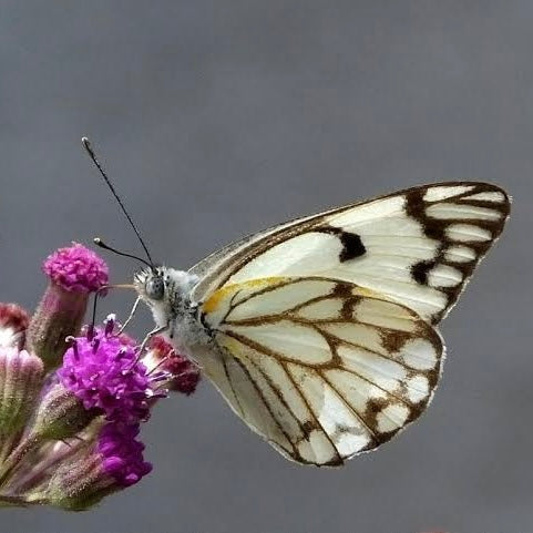 Butterfly Wing Necklace