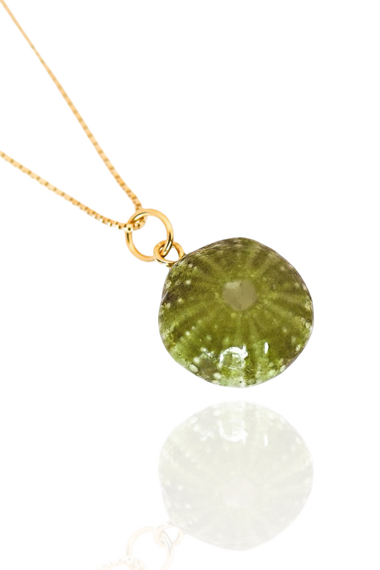 Sea Urchin Shell necklace