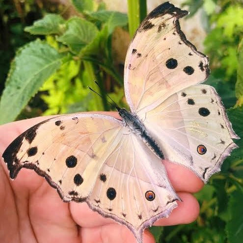 Butterfly Wing Necklace