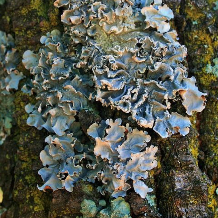 Lichen Ring
